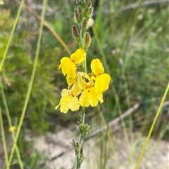 Goodenia bellidifolia at Yuraygir, NSW - 10 Sep 2024 02:43 PM