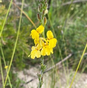Goodenia bellidifolia at Yuraygir, NSW - 10 Sep 2024 02:43 PM