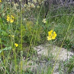 Goodenia bellidifolia at Yuraygir, NSW - 10 Sep 2024 02:43 PM