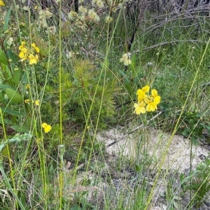 Goodenia bellidifolia at Yuraygir, NSW - 10 Sep 2024 02:43 PM
