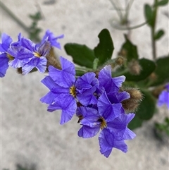 Dampiera stricta (Blue Dampiera) at Yuraygir, NSW - 10 Sep 2024 by Tapirlord