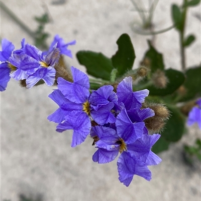 Dampiera stricta (Blue Dampiera) at Yuraygir, NSW - 10 Sep 2024 by Tapirlord