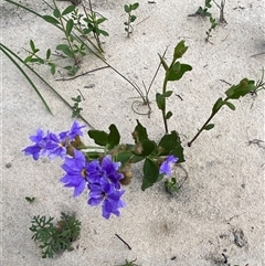 Dampiera stricta at Yuraygir, NSW - 10 Sep 2024 02:43 PM