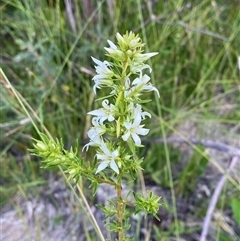 Sprengelia sprengelioides (Sprengelia) at Yuraygir, NSW - 10 Sep 2024 by Tapirlord