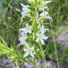 Sprengelia sprengelioides at Yuraygir, NSW - 10 Sep 2024 02:42 PM