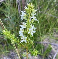 Sprengelia sprengelioides at Yuraygir, NSW - 10 Sep 2024 02:42 PM