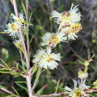 Melaleuca nodosa (Prickly-leaved Paperbark) at Yuraygir, NSW - 10 Sep 2024 by Tapirlord