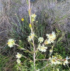 Melaleuca nodosa at Yuraygir, NSW - 10 Sep 2024 02:42 PM