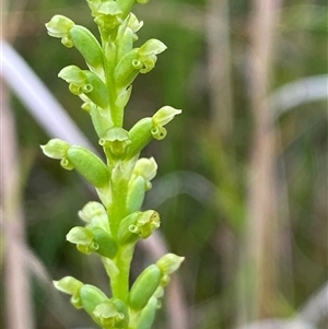 Microtis parviflora at Yuraygir, NSW - suppressed