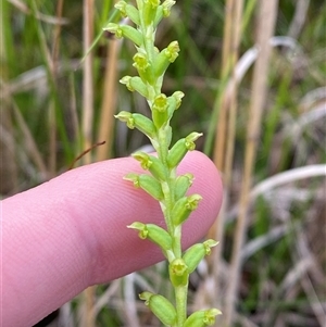 Microtis parviflora at Yuraygir, NSW - suppressed