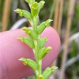 Microtis parviflora at Yuraygir, NSW - suppressed