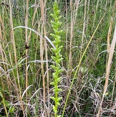 Microtis parviflora at Yuraygir, NSW - suppressed