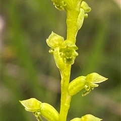 Microtis rara (Scented Onion Orchid) at Yuraygir, NSW - 10 Sep 2024 by Tapirlord