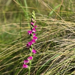 Spiranthes australis (Austral Ladies Tresses) at Monga, NSW - 13 Feb 2025 by clarehoneydove