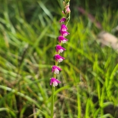 Spiranthes australis at Monga, NSW - suppressed