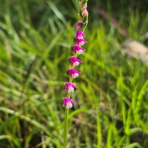 Spiranthes australis at Monga, NSW - suppressed