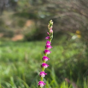 Spiranthes australis at Monga, NSW - suppressed