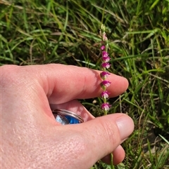 Spiranthes australis at Monga, NSW - suppressed