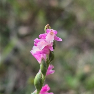 Spiranthes australis at Monga, NSW - suppressed