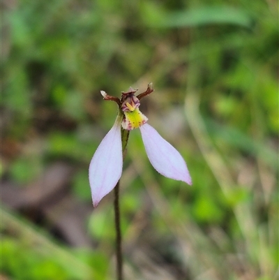 Eriochilus cucullatus (Parson's Bands) at Monga, NSW - 13 Feb 2025 by clarehoneydove