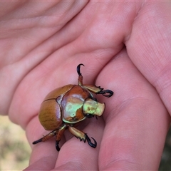 Anoplognathus sp. (genus) at Monga, NSW - Yesterday by clarehoneydove