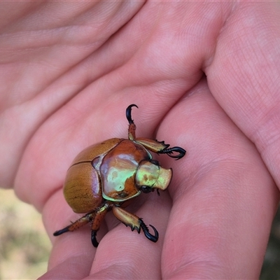 Anoplognathus viriditarsis (Green-footed Christmas beetle) at Monga, NSW - 13 Feb 2025 by clarehoneydove