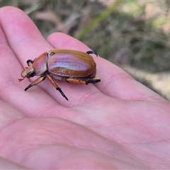 Anoplognathus viriditarsis at Monga, NSW - 13 Feb 2025 04:47 PM