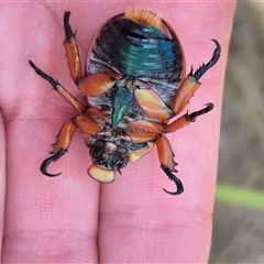 Anoplognathus viriditarsis at Monga, NSW - 13 Feb 2025 04:47 PM