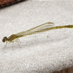 Coenagrionidae (family) (Unidentified damselfly) at Kambah, ACT - 13 Feb 2025 by JRCNM