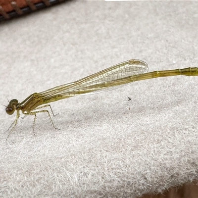 Unidentified Damselfly (Zygoptera) at Kambah, ACT - Yesterday by JRCNM