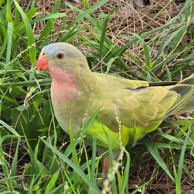 Polytelis alexandrae (Princess Parrot) at Melba, ACT - 13 Feb 2025 by kasiaaus