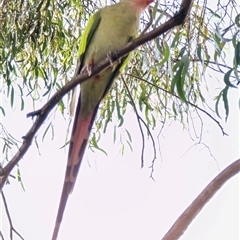 Polytelis alexandrae at Melba, ACT - 13 Feb 2025 05:49 PM