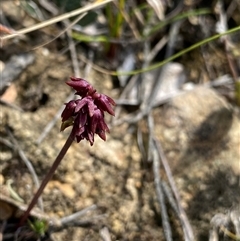 Corunastylis densa (Dense Midge Orchid) at Northangera, NSW - 6 Feb 2025 by NedJohnston