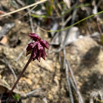 Corunastylis densa (Dense Midge Orchid) at Northangera, NSW - 6 Feb 2025 by NedJohnston