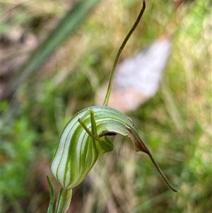 Diplodium decurvum (Summer greenhood) at Harolds Cross, NSW - 6 Feb 2025 by NedJohnston