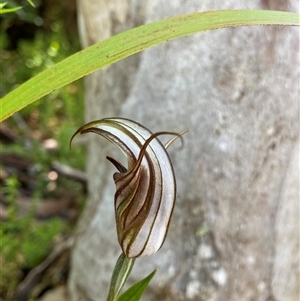 Diplodium coccinum at Harolds Cross, NSW - suppressed