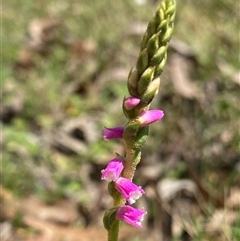 Spiranthes australis (Austral Ladies Tresses) at Northangera, NSW - 6 Feb 2025 by NedJohnston