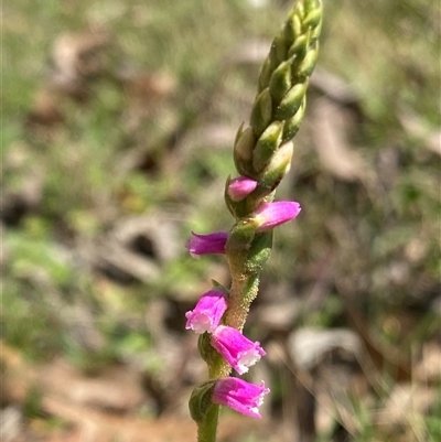 Spiranthes australis (Austral Ladies Tresses) at Northangera, NSW - 6 Feb 2025 by NedJohnston