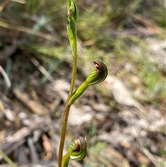 Speculantha furva (Swarthy Tiny Greenhood) at Sassafras, NSW - 13 Feb 2025 by NedJohnston