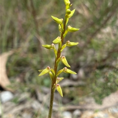 Corunastylis apostasioides (Freak Midge Orchid) at Northangera, NSW - 13 Feb 2025 by NedJohnston