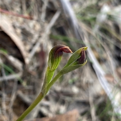 Speculantha furva (Swarthy Tiny Greenhood) at Northangera, NSW - 13 Feb 2025 by NedJohnston