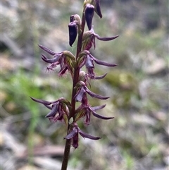 Corunastylis ostrina at Northangera, NSW - 13 Feb 2025 by NedJohnston