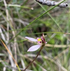 Eriochilus cucullatus (Parson's Bands) at Northangera, NSW - 13 Feb 2025 by NedJohnston