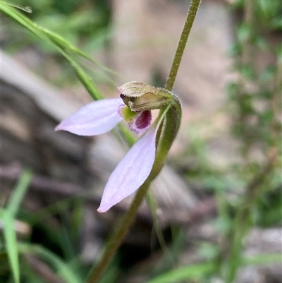 Eriochilus cucullatus (Parson's Bands) at Northangera, NSW - 13 Feb 2025 by NedJohnston