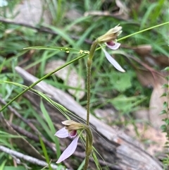 Eriochilus cucullatus at Northangera, NSW - suppressed