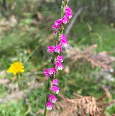 Spiranthes australis (Austral Ladies Tresses) at Northangera, NSW - 13 Feb 2025 by NedJohnston