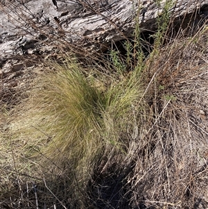 Nassella trichotoma (Serrated Tussock) at Watson, ACT - 12 Feb 2025 by waltraud