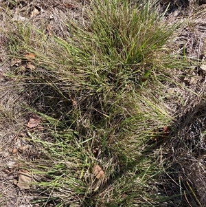 Nassella neesiana (Chilean Needlegrass) at Watson, ACT - 12 Feb 2025 by waltraud