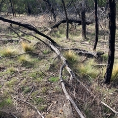 Nassella trichotoma (Serrated Tussock) at Watson, ACT - 12 Feb 2025 by waltraud