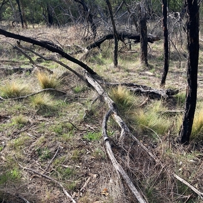 Nassella trichotoma (Serrated Tussock) at Watson, ACT - 12 Feb 2025 by waltraud